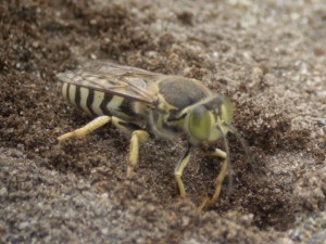 ニッポンハナダカバチ