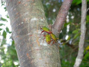 ツノアオカメムシ