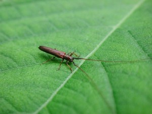 ドウボソカミキリ