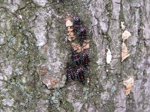 ヨコヅナサシガメ(幼虫)