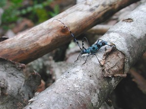 ルリボシカミキリ