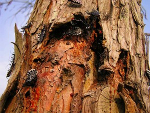 ヨコヅナサシガメ