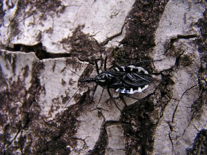 ヨコヅナサシガメ