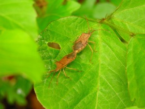 ホシハネビロヘリカメムシ