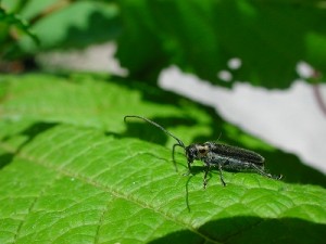 チチブニセリンゴカミキリ