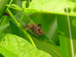 ホオズキカメムシ