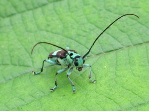 ラミーカミキリ