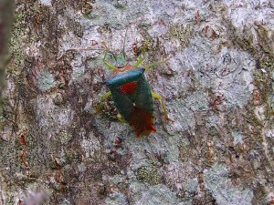 セアカツノカメムシ