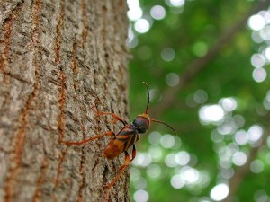 トラフカミキリ