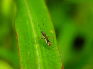 アカアシカスミマメムシ