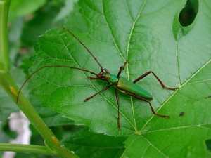 アカアシオオアオカミキリ