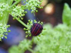 アカスジカメムシ
