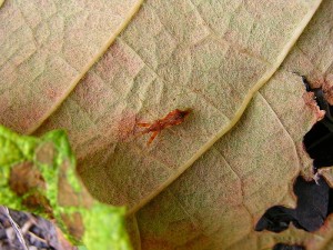 アカマキバサシガメ