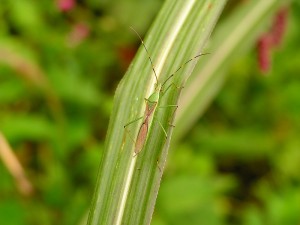 クモヘリカメムシ