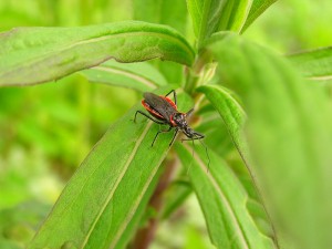 アカヘリサシガメ