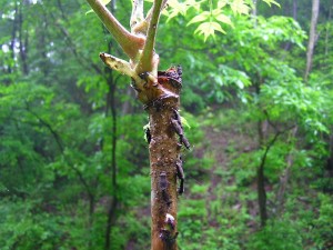 オオツマキヘリカメムシ