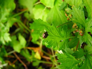 ツヤマルシラホシカメムシ