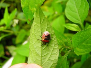 ツマジロカメムシ(テネラル)