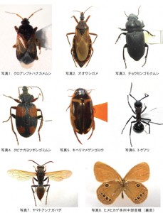 insect67_1_41