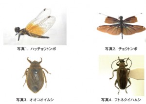 insect67_2_135